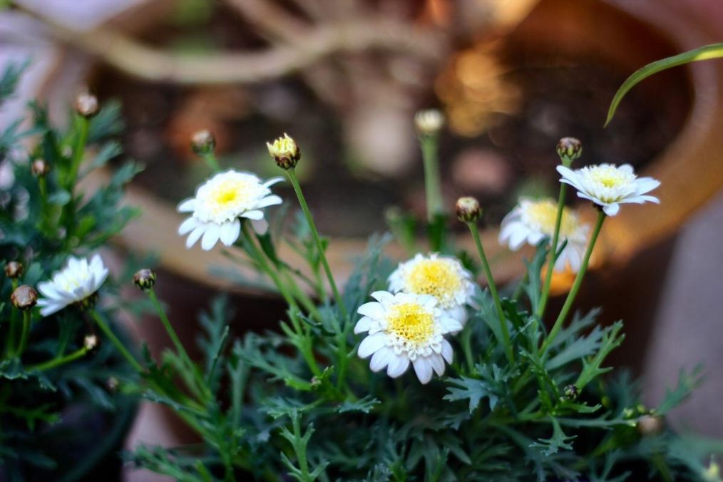 玛格丽特菊花换盆后变软怎么回事,玛格丽特菊花怎么养才不会枯萎