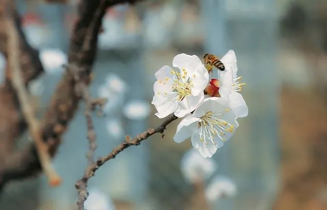 北京戒台寺郊野公园,北京燕山东岭郊野公园