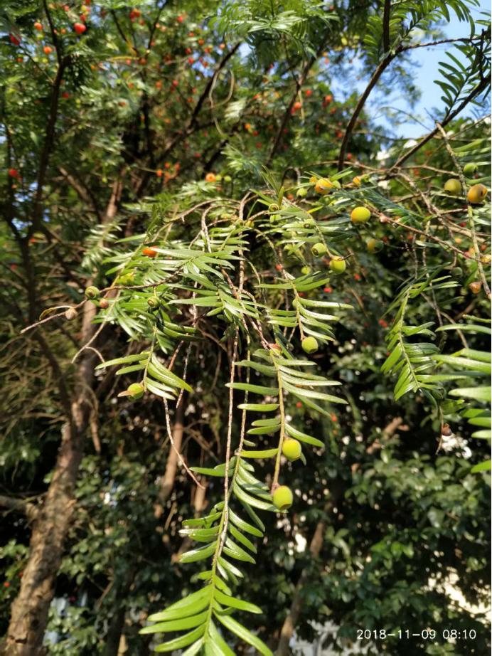 “红豆杉”是什么样子的？终于有点懂了