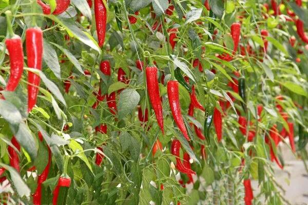 辣椒种植后如何施肥,辣椒种植后怎么生根