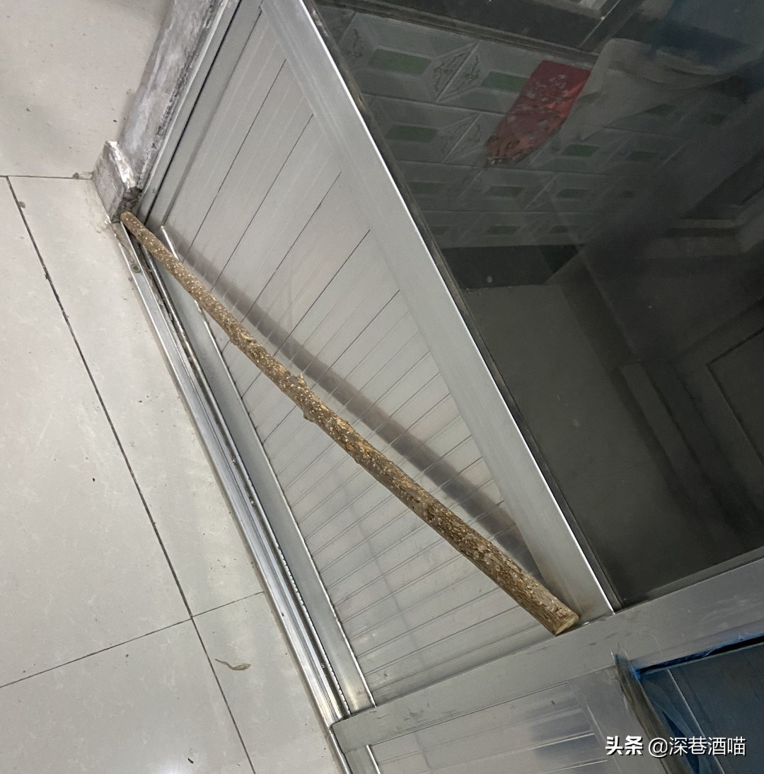 中国的田园犬有多聪明,田园猫的身体素质有多强