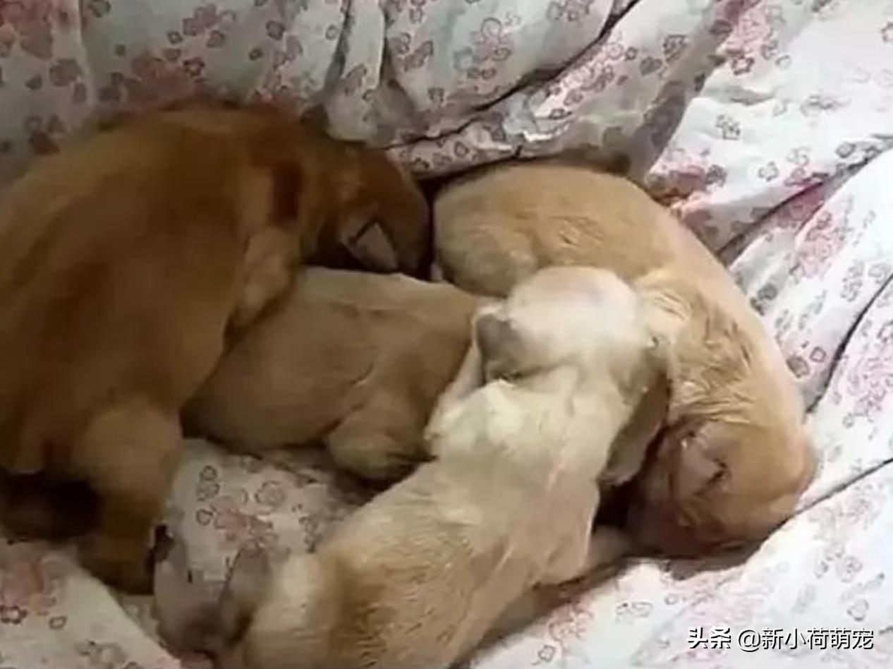 狗狗生娃危险么,狗狗生娃时要注意哪些事项