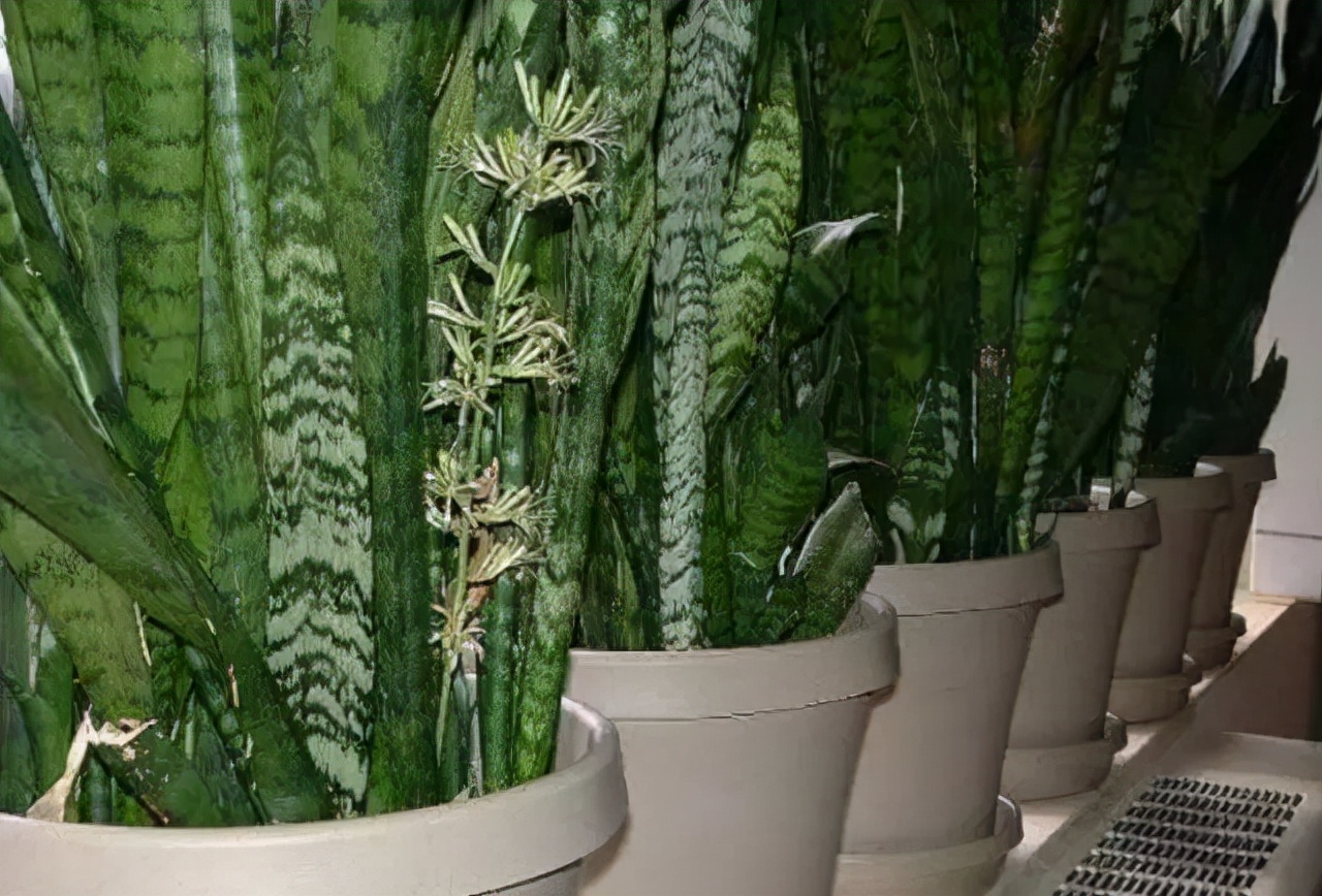 新房装修好什么植物去甲醛最好,家里种什么吸甲醛最好