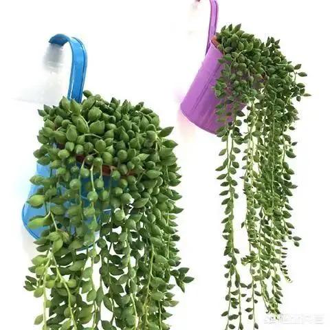 佛珠怎么养可以快速爆盆,怎样养佛珠花视频