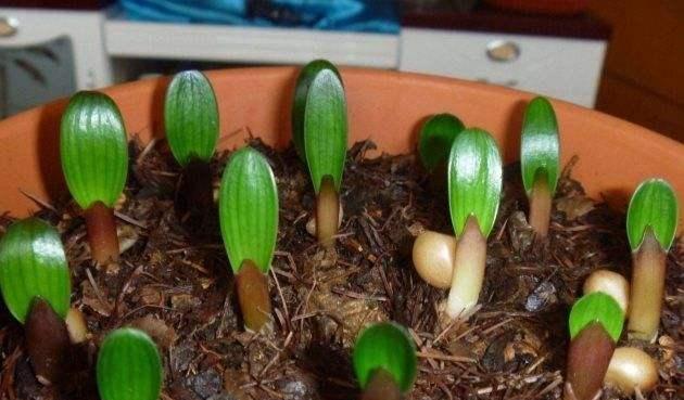 你会繁殖君子兰吗？用这个方法，很快长出新芽，新手也能学会