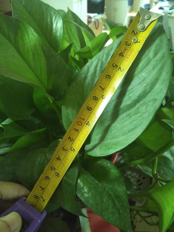 绿萝修剪是剪新枝条还是老枝条,绿萝的枝叶和根系可以修剪吗