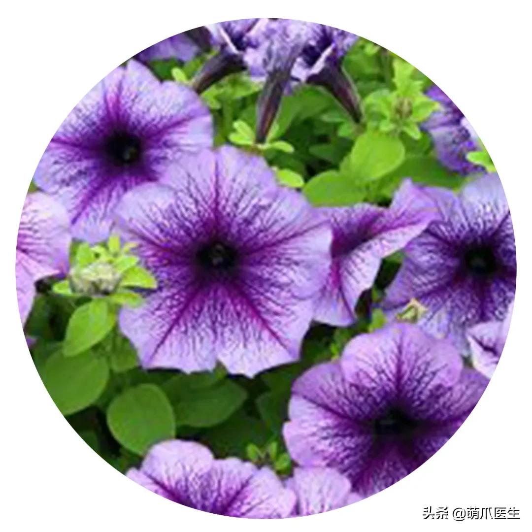 养猫能养啥花草,养了猫还可以养兔子吗