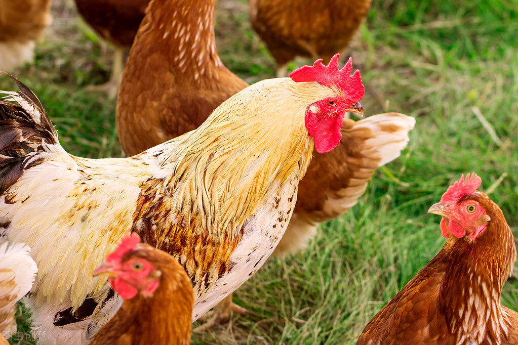 中兽药苍术香连散清热燥湿效果好，不光家畜能用，家禽也可以用