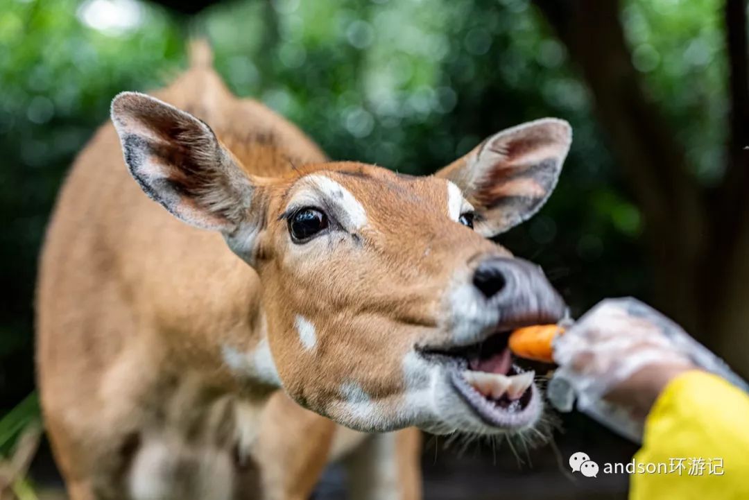 印尼你好怎么发音,印尼歌曲你好傻