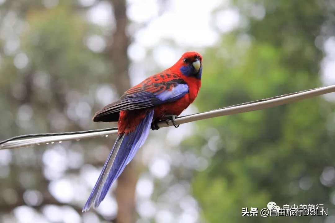 土澳,土澳新闻视频