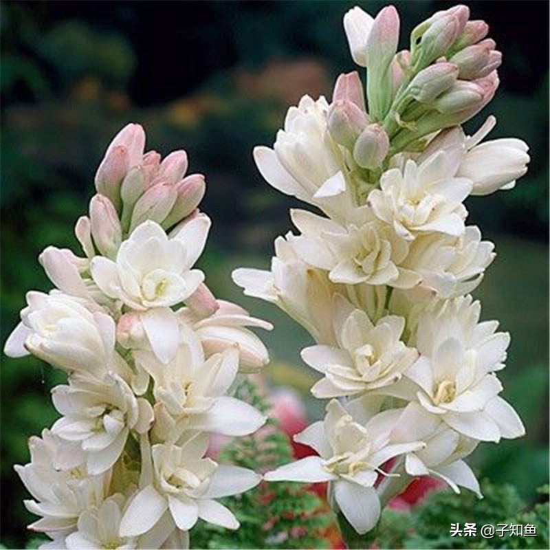 十月份的天秤座的上升星座,十月份出生的天秤座温柔吗