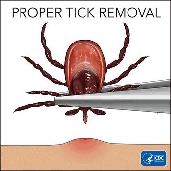 蜱虫在猪身上有什么危害,蜱虫的危害用什么药能除