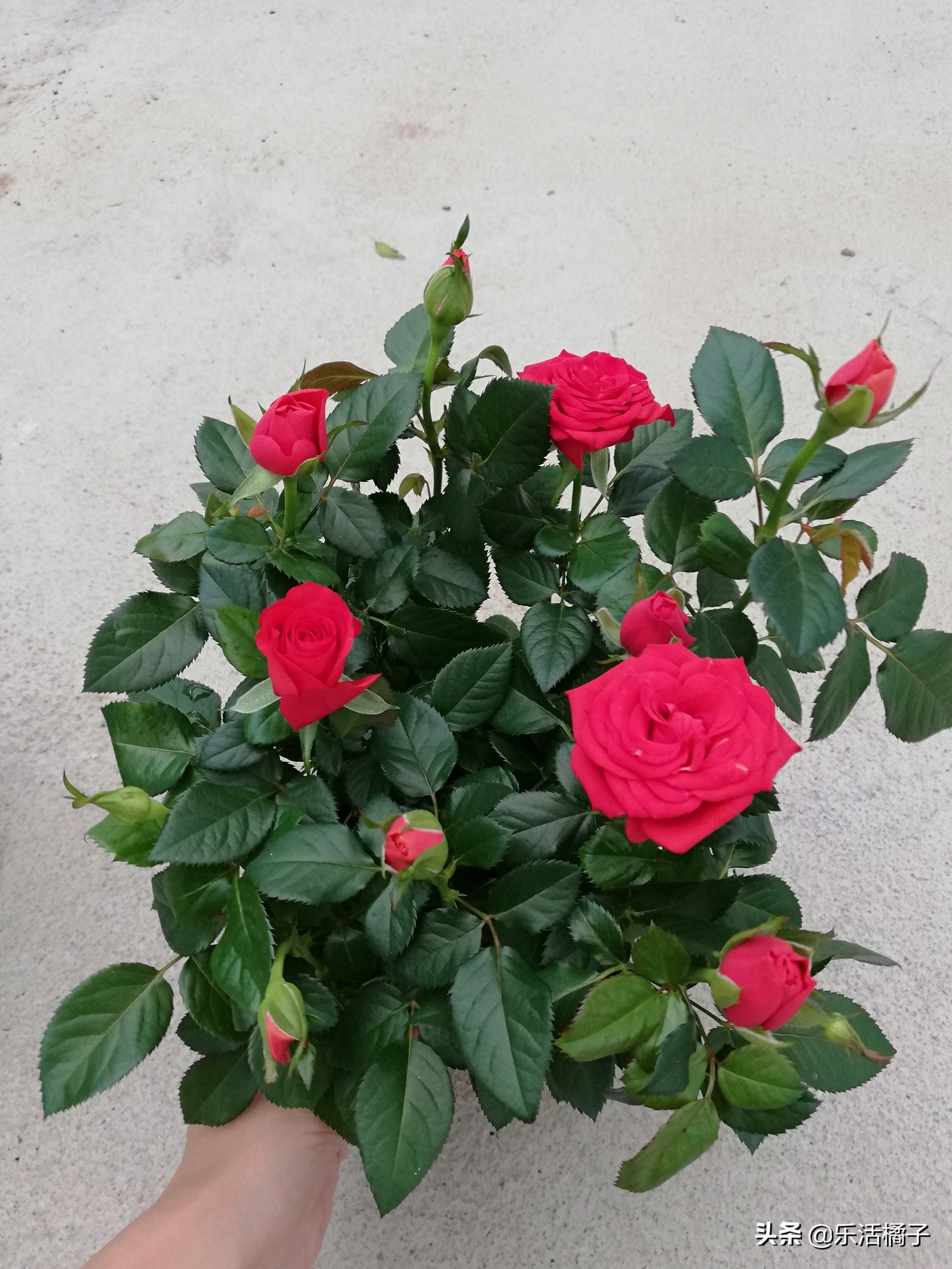 一年四季最能开花又浓香的月季,春季玫瑰花月季的养护方法