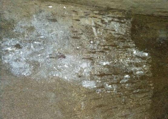 怀孕母猪流出白色面糊状是啥原因,母猪临产流出白色分泌物怎么回事