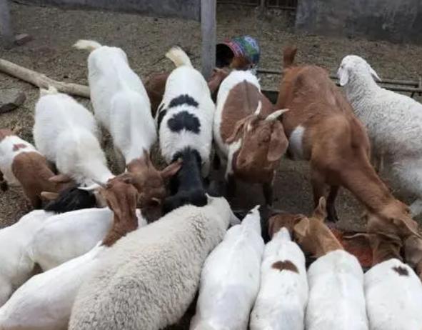 特别瘦的羊怎么调理,瘦羊最快最好的方法