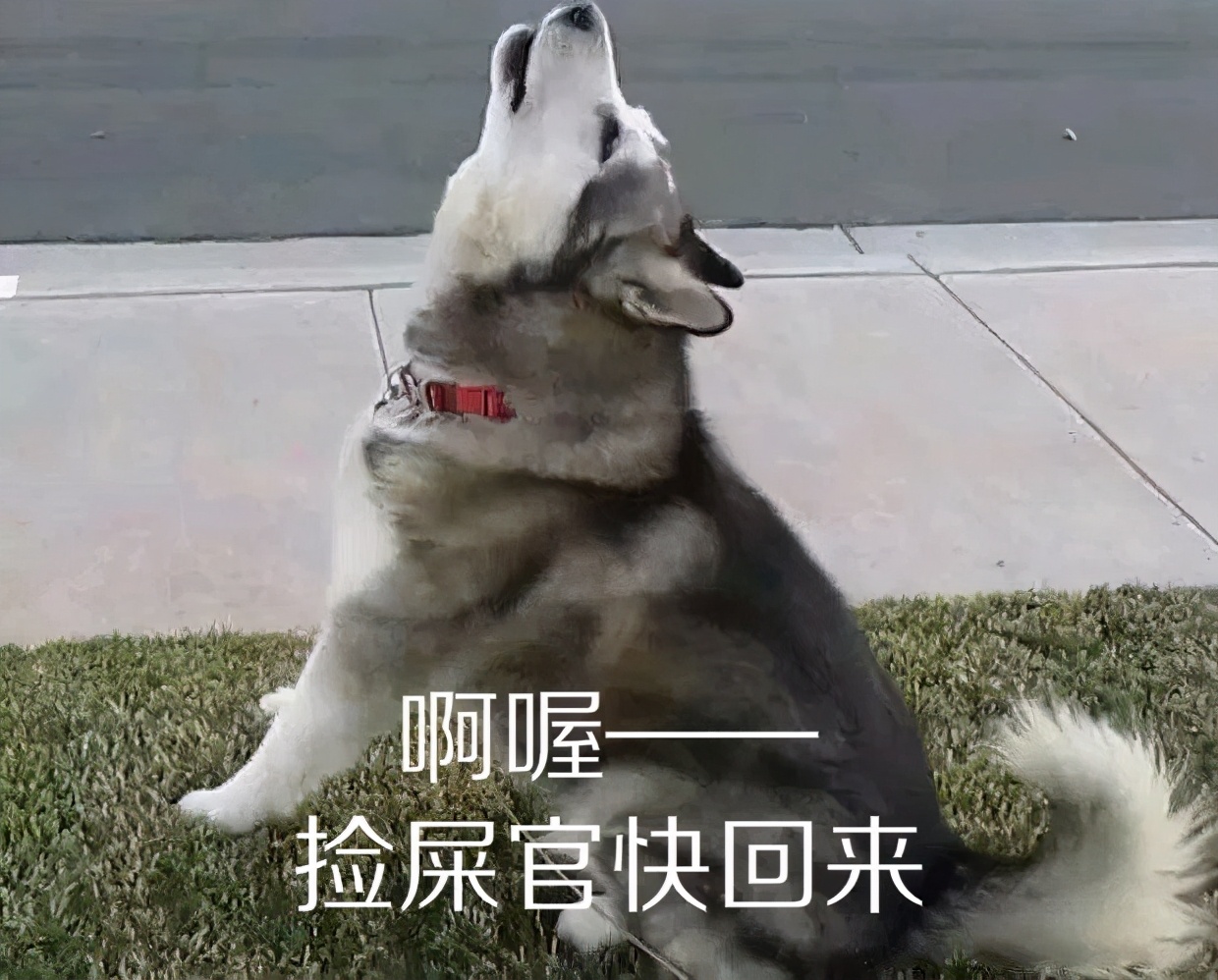 狗言狗语,中国的狗和外国的狗语言一样吗