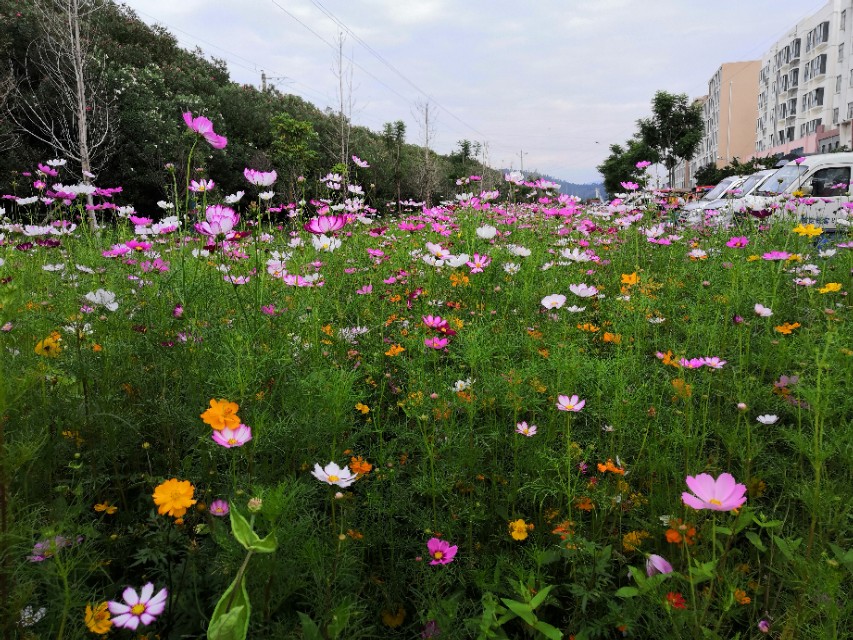 农学专业学什么,园艺专业学什么