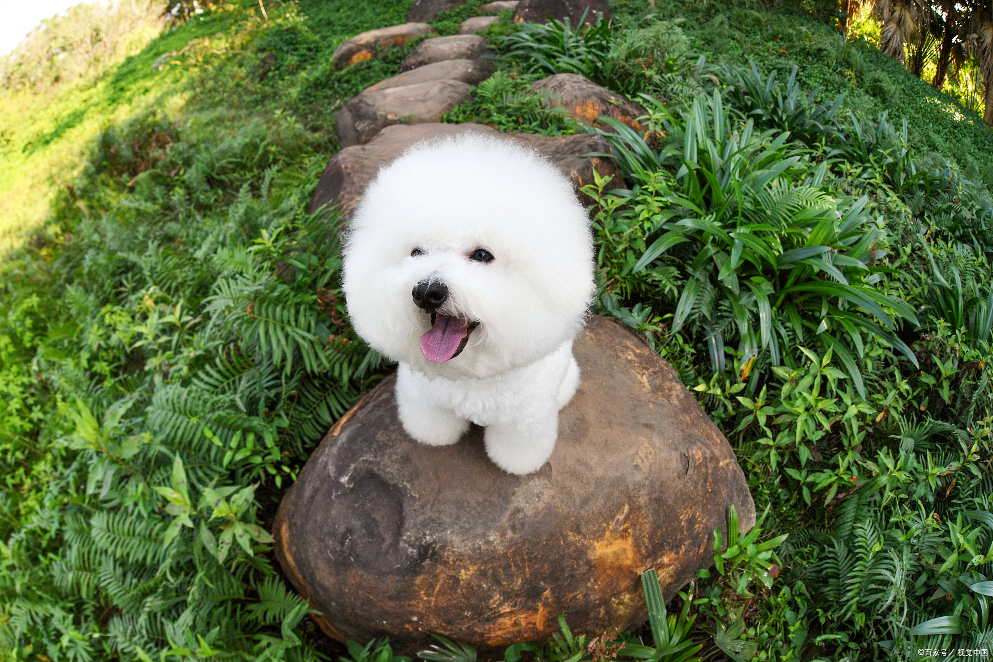 比熊该怎么正确的养,大型比熊要怎么喂狗粮