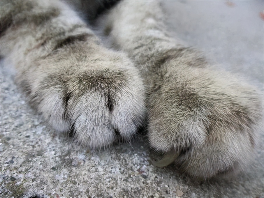 猫咪被脚臭到的视频,哪个品种的猫咪脾气最臭