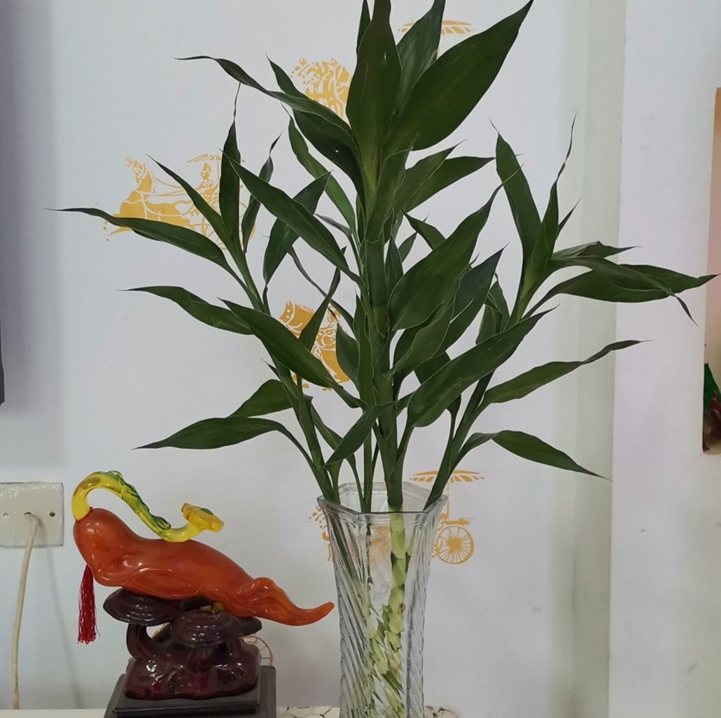 适合室内懒人养的绿色植物独特,有哪些绿色观叶植物不怕冷