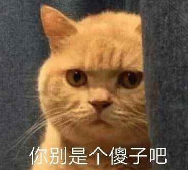 最早一批的网红猫咪,十大被做成网红猫的猫咪