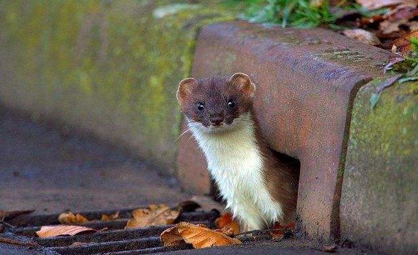 民间驱赶黄鼠狼的最佳方法,老人身上有黄鼠狼