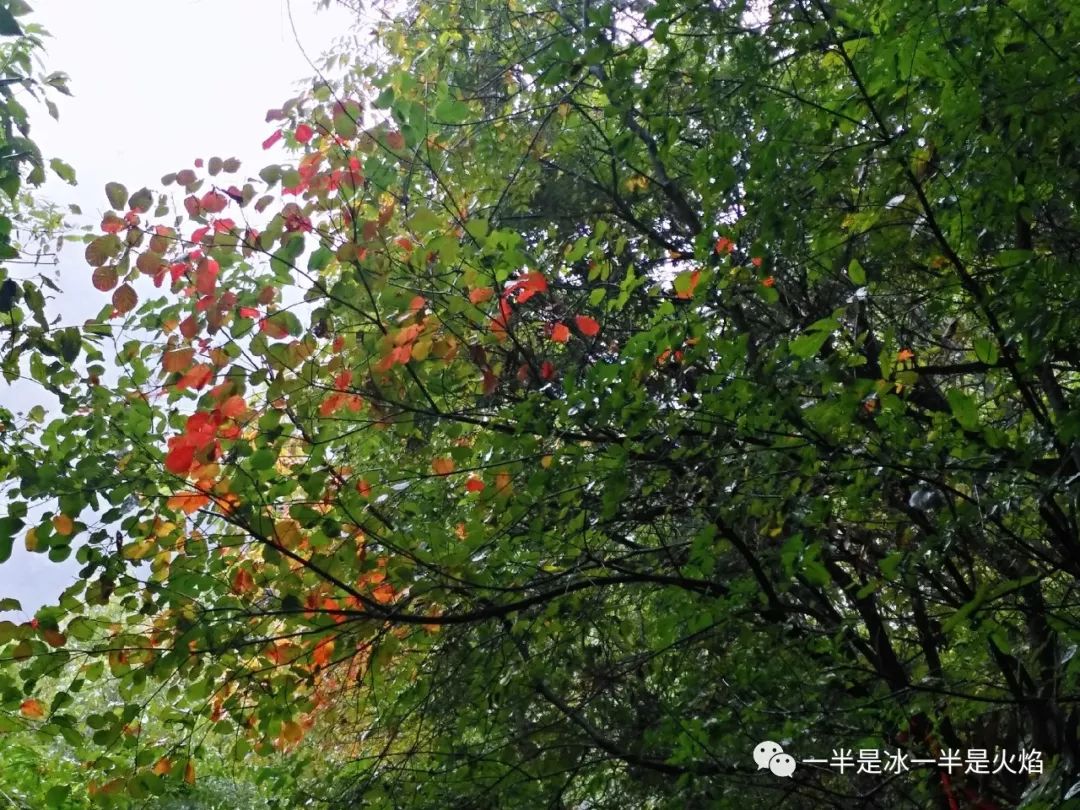 散文诗古诗词,散文诗深秋之韵