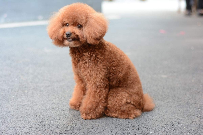 泰迪犬精神不佳,泰迪犬没精神怎么回事