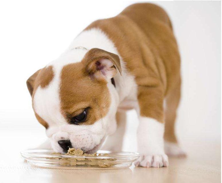 养狗的注意事项泰迪,养狗的注意事项比熊