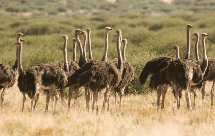 库布齐沙漠恩格贝生态园,库布齐和恩格贝