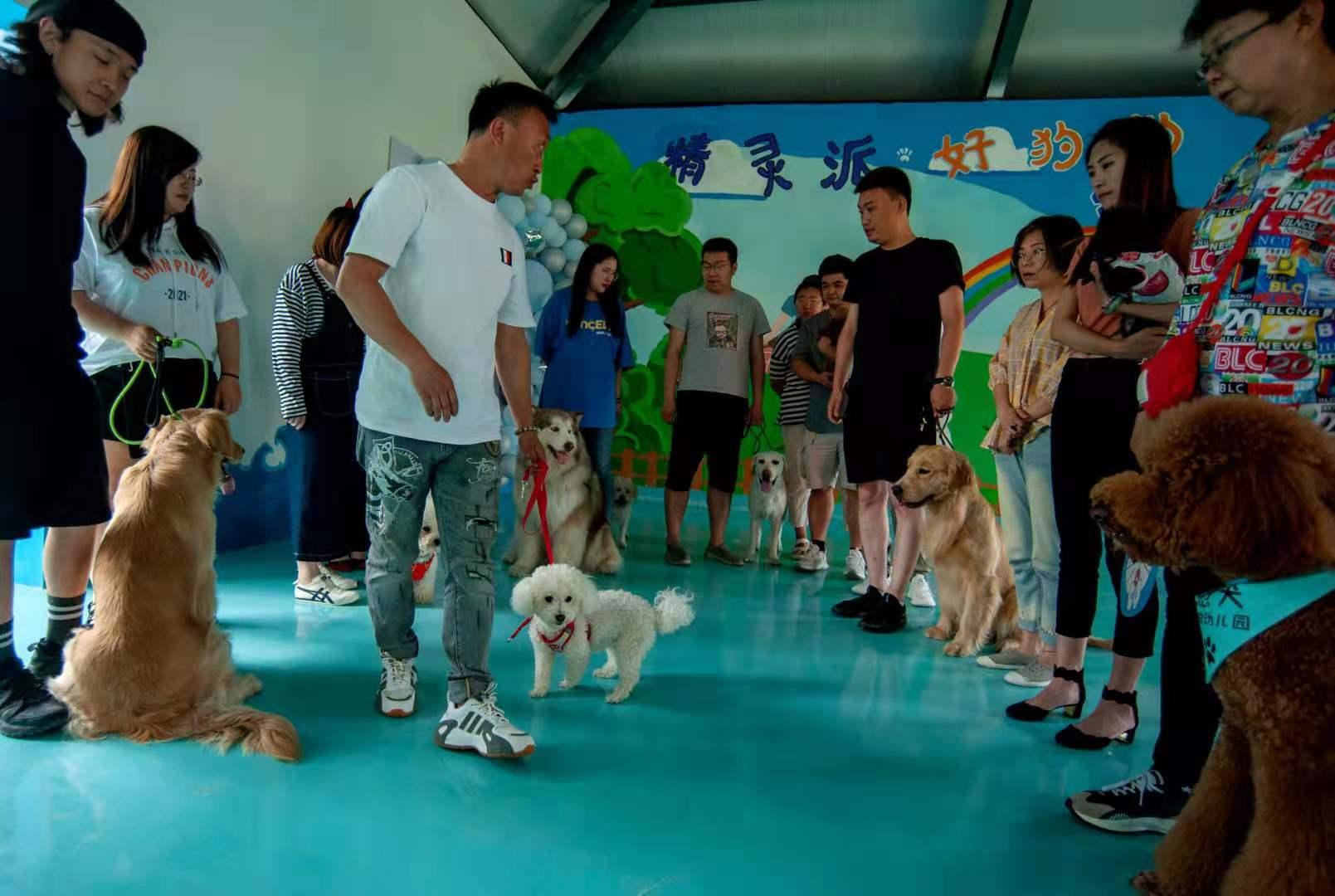 济南宠物训犬师培训基地俱乐部,济南宠物训犬师培训学校