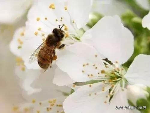 草莓种植后需要多菌灵吗,草莓种植em菌使用方法