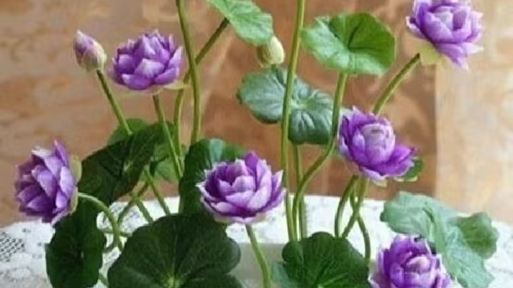 永恒等待、梦中的恋人一一碗莲