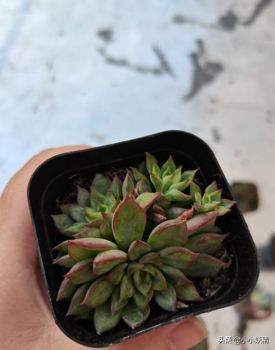 肉肉开箱专辑,肉肉开箱视频大全