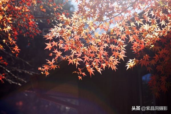 700年历史的日本小寺,为了看秋叶要买两次票,一次比一次贵