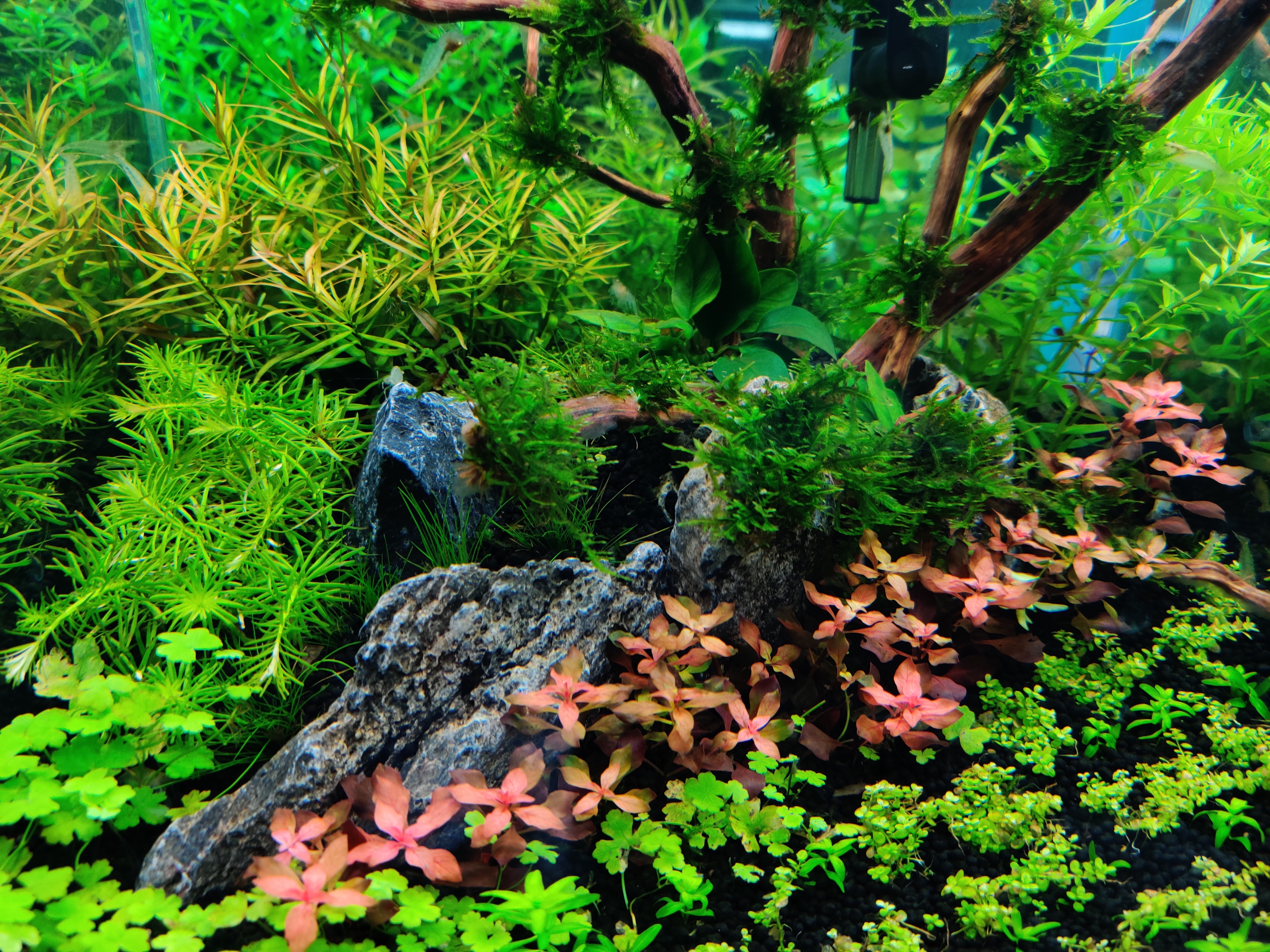 海缸各种藻类及防治,海缸常见10种藻类的解决方法