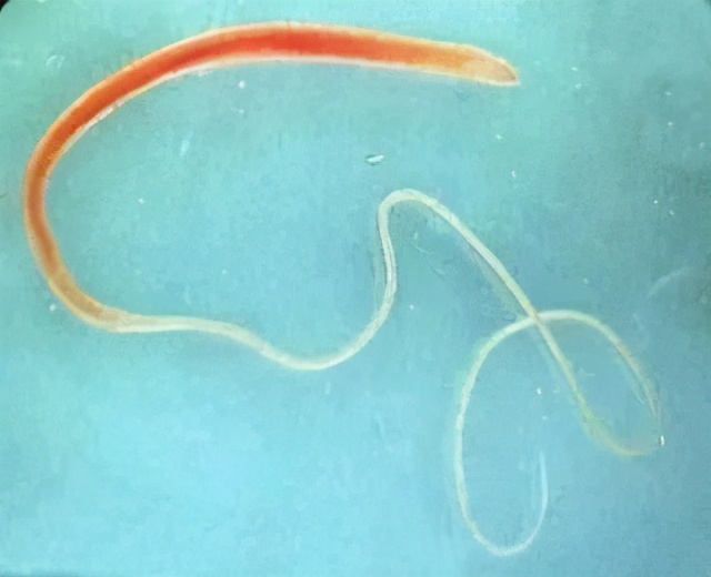 人狗寄生虫,狗狗得寄生虫病去医院治要多少钱