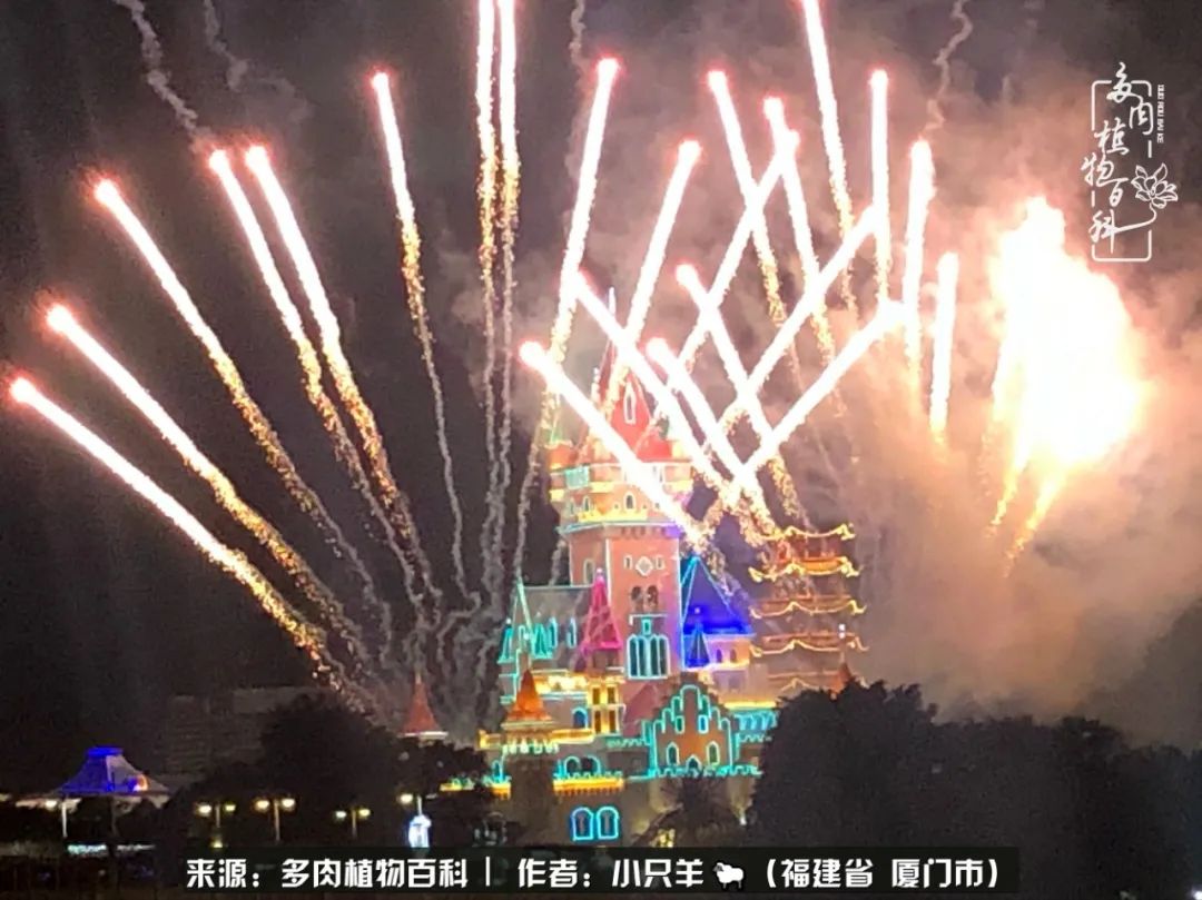 多肉像葡萄一样,多肉像铃兰一样