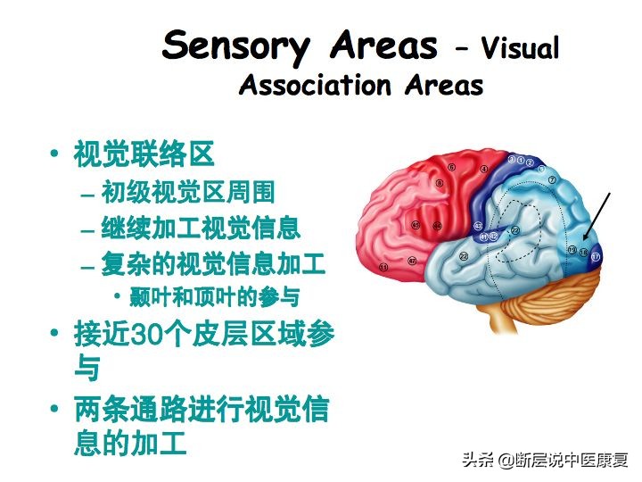 中枢神经系统断层解剖讲解,中枢神经3d解剖动画
