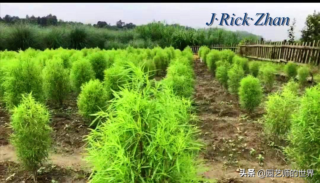 红色地肤草的种植方法,红地肤怎么养