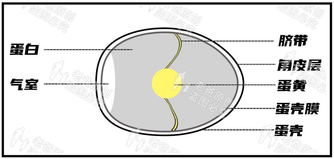 鸡蛋买回来好脏要不要洗一下,买回来的鸡蛋要不要清洗