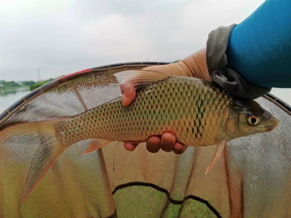 如何钓鲮鱼避开罗非,肇庆西江手竿鲮鱼最佳钓点