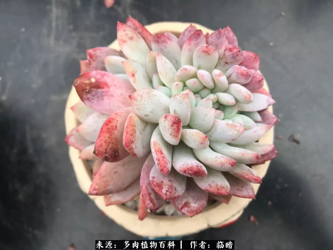 多肉带给我的感情,多肉给人们带什么作用