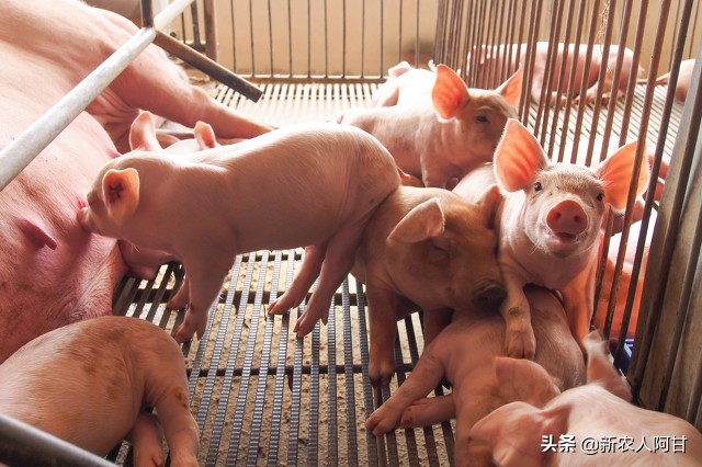 母猪与仔猪饲养最佳温度,母猪如何提高仔猪存活率