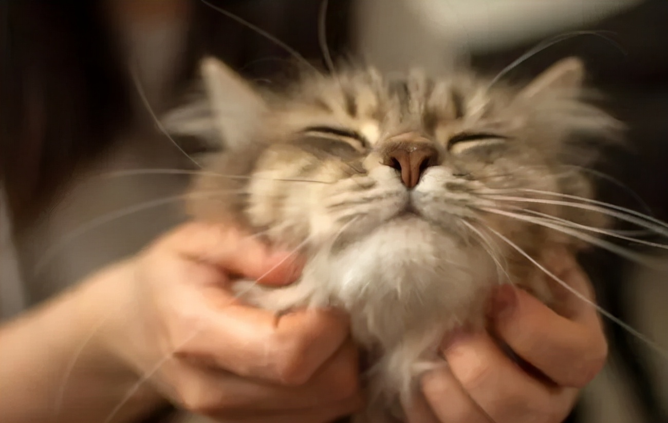 有哪些品种的猫咪性格特别黏人,各种猫咪性格特点