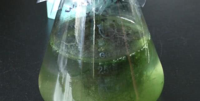 蓝藻水华怎么用,蓝藻水华介绍