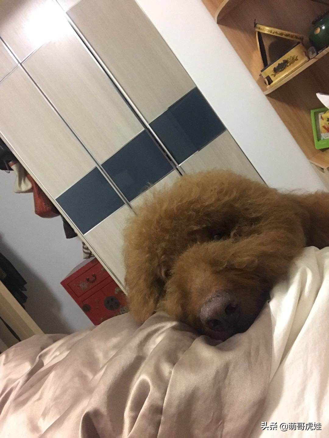 泰迪怕打雷下雨,泰迪打雷发抖