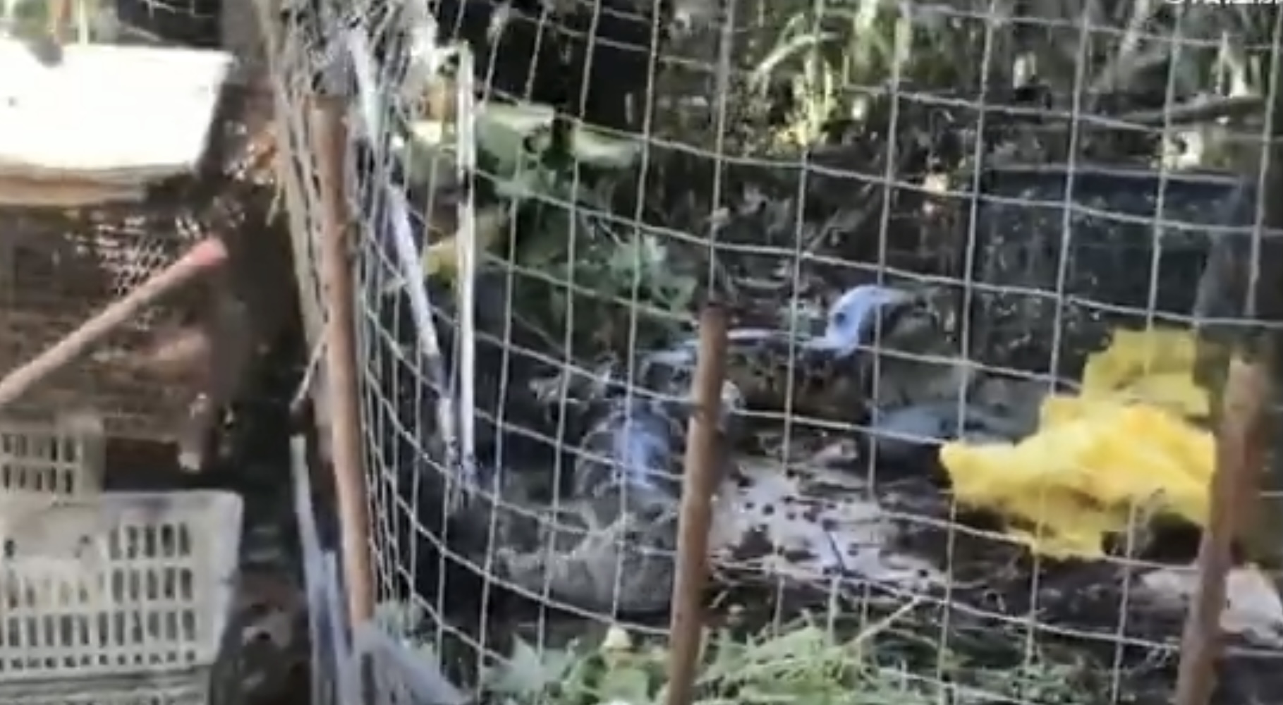 30公斤巨蟒进村吃200只鸡,巨蟒真实吞食野猪