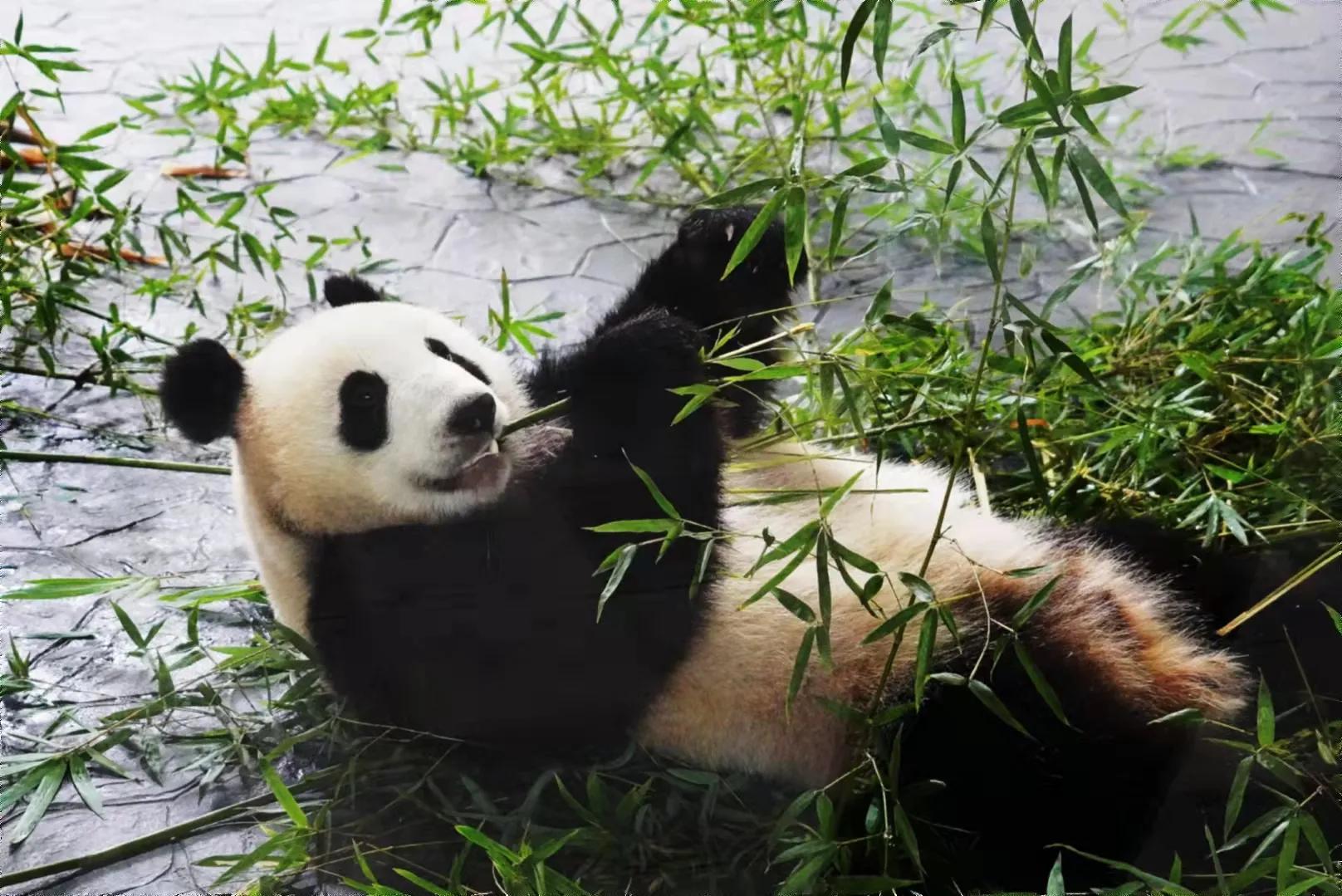 上海野生动物园真的值得去吗,上海野生动物园好玩吗值得去吗