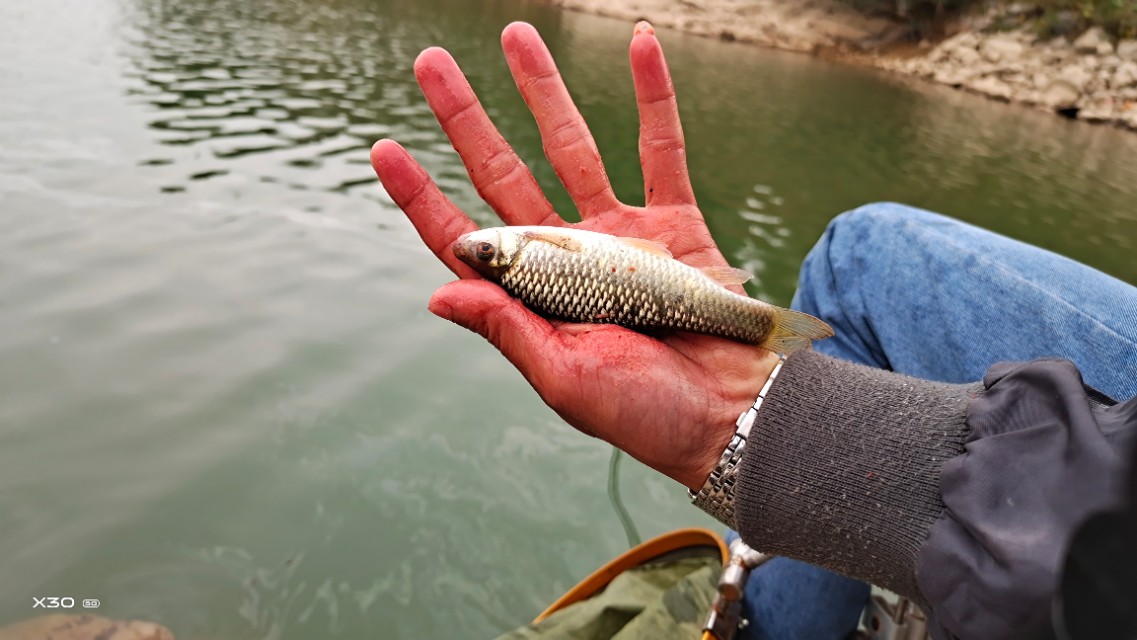 石鲮鱼在什么河水位置好钓,石鲮鱼在哪里钓